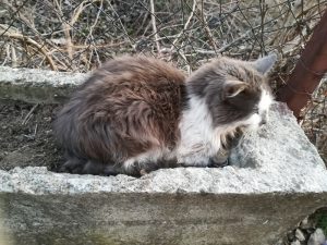 "I ja sam stanovnik ovog grada, molim te, nemoj da me maltretiraš" životinje
